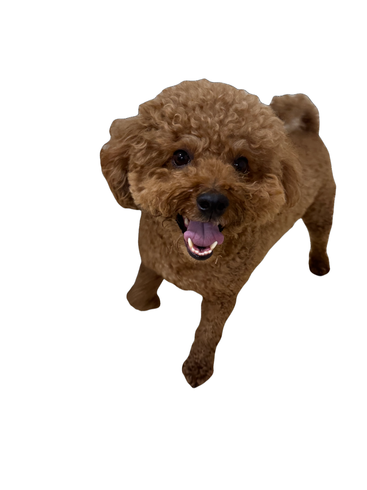 My dog Ding Ding